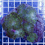 Hairy Mushroom Coral (click for more detail)