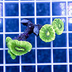 Candy Cane Coral (click for more detail)