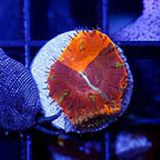 USA Cultured Blastomussa Coral (click for more detail)