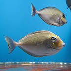 Vlamingii Tang (click for more detail)