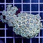 Alveopora Coral (click for more detail)