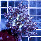 Pineapple Tree Coral (click for more detail)