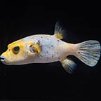 Arothron Golden Puffer (click for more detail)