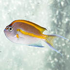 Bellus Angelfish, 4 Male (click for more detail)