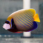 Emperor Angelfish, 5.5 Adult (click for more detail)