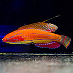 McCosker's Flasher Wrasse, 2.5 (click for more detail)