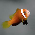 Blackfoot Clownfish, 1.25 (click for more detail)
