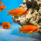 Lyretail Anthias, Trio (click for more detail)