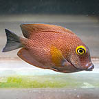 Squaretail Bristletooth Tang, 4 (click for more detail)