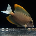 Bristletooth Tomini Tang, 3.25 (click for more detail)