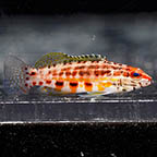 Lantern Basslet, 2 (click for more detail)