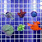 USA Cultured Ultra Assorted SPS Coral 6 Pack (click for more detail)