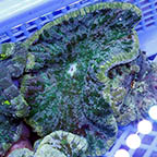 Pizza Anemone  (click for more detail)