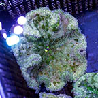 Pizza Anemone  (click for more detail)