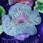Haddon's Carpet Anemone, Green (click for more detail)