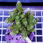 Acropora Coral Indonesia (click for more detail)