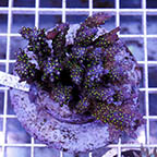 Acropora Coral Indonesia (click for more detail)