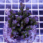 Acropora Coral Indonesia (click for more detail)