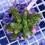 Acropora Coral Indonesia (click for more detail)