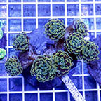 Branching Hammer Coral Indonesia (click for more detail)