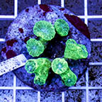 Candy Cane Coral Indonesia (click for more detail)