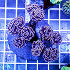 Branching Hammer Coral Indonesia (click for more detail)
