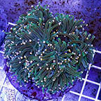 Torch Coral Indonesia (click for more detail)