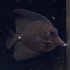 Black Longnose Tang, 3.75 (click for more detail)
