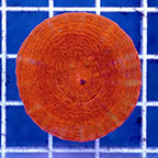 Scolymia Coral Australia (click for more detail)