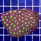 Favites Brain Coral (click for more detail)