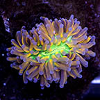 Ultra Torch Coral Indonesia (click for more detail)