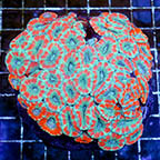 Acan Lord Coral Indonesia (click for more detail)