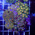 Zoanthus Coral Combo Rock (click for more detail)