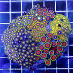 Zoanthus Coral Combo Rock (click for more detail)