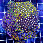 Zoanthus Coral Combo Rock (click for more detail)