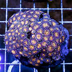 Zoanthus Coral Indonesia (click for more detail)