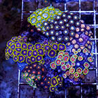 Zoanthus Coral Combo Rock (click for more detail)