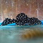 Galaxy (L-240) Plecostomus 3.5 (click for more detail)