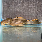 Redfin Blackspot (L-091) Plecostomus 5.25