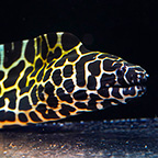 Tessalata Eel (click for more detail)