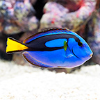 Blue Tang (click for more detail)