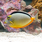 Naso Tang (click for more detail)