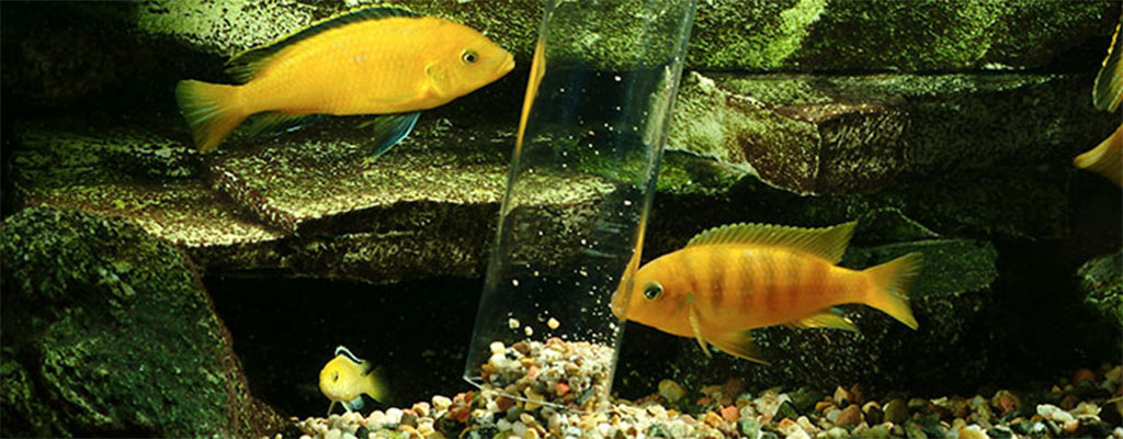 Aquarium Maintenance Tips