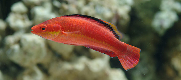 African Cichlids