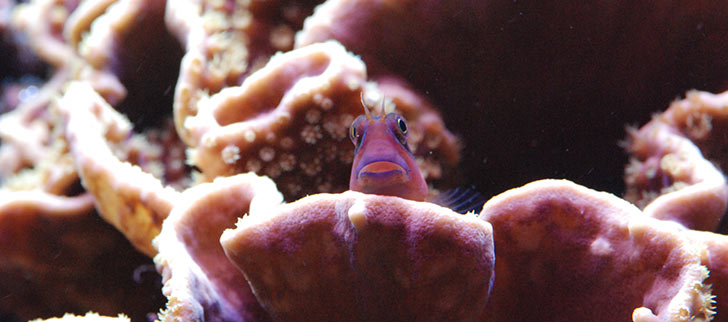 How to Set Up Your Aquarium