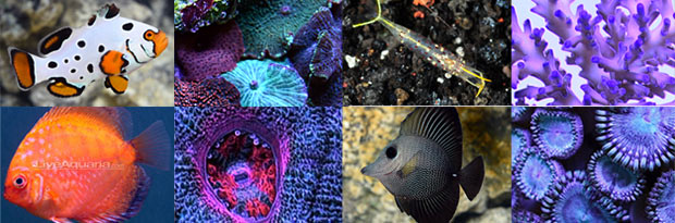 Visit the Diver's Den