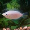 Pink Kissing Gourami