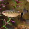 Red-Eyed Tetra