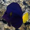 FREE Purple Tang