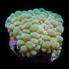 Bubble Coral